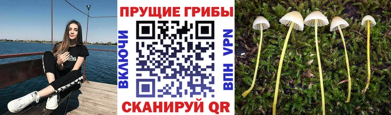 гидра tor  Нарьян-Мар  Галлюциногенные грибы Cubensis 